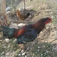 خروس لاری|حیوانات مزرعه|سرپل ذهاب, |دیوار