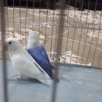 طوطی برزیلی رنگی که تو صحنه پیدا نمیکنی|پرنده|صحنه, |دیوار