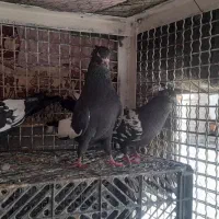 جفت سینه ای با ی جوجه|پرنده|کارون, |دیوار