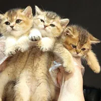 بریتیش گلد NY12 و NY25