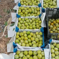 کارگر ساده آقا و خانم