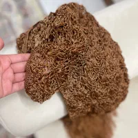 حراج روسری دست بافت|حراج|بروجرد, |دیوار