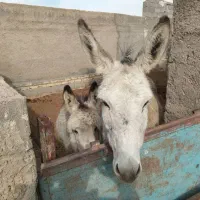 الاغ ۲ ساله گله ای (نر)