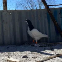 کفتر|حیوانات|تاکستان, |دیوار