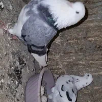 کبوتر پرشی ساعت سنگین