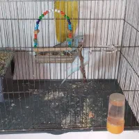 مرغ عشق|حیوانات مزرعه|مشهد, باغون آباد|دیوار