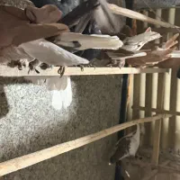 کبوتر|پرنده|تهران, مینابی|دیوار