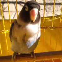 طوطی برزیلی|پرنده|اسلامشهر, شهرک محمدیه|دیوار