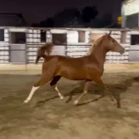 کرهه سهیل حیدر|اسب و تجهیزات اسبسواری|رشت, منظریه|دیوار