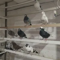کفتر|پرنده|قم, آزادگان|دیوار