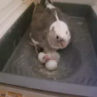 عروس هلندی مولد ۴تخم وایت فیس