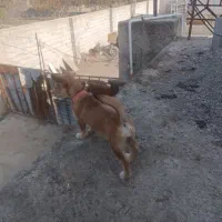 سگ پاکوتاه|سگ|گرگان, |دیوار