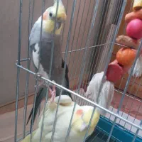 عروس هلندی|پرنده|تهران, اتابک|دیوار