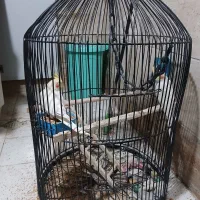 یه جفت عروس هلندی نر و ماده