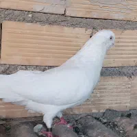 دوتا نر سفید