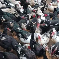 سیکا. اردک روسی