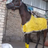 اسب‌عرب‌دوسرمصری