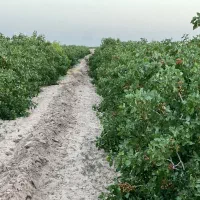 فروش زمین پسته ای مرغوب