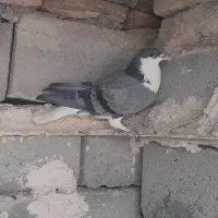 کفتر معاوضه|پرنده|فردوس (خراسان), |دیوار