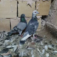 کفتر چندجفت المانی مسافتی پلاکی بی بوم ودوتا جوانه|پرنده|تربت‌حیدریه, رضاشهر|دیوار