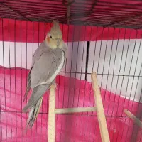 فروش یک عدد عروس هلندی