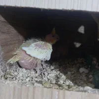 جوجه عروس هلندی