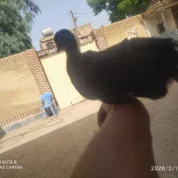 معاوضه با مرغ محلی