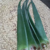 برگ تازه گیاه آلو ورا