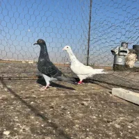 هفت رنگ خطی|پرنده|اقبالیه, |دیوار