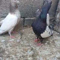 کفتر کبوتر نر