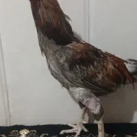 مرغ و خروس لاری