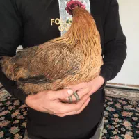 مرغ خروس|حیوانات مزرعه|کرج, آق تپه|دیوار