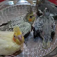 جوجه عروس هلندی|پرنده|فلاورجان, |دیوار