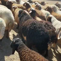 ۵۰ راس بره نر جفتی ۹۰ تا ۹۵