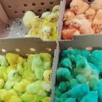 جوجه ماشینی جوجه رنگی سالم سرحال