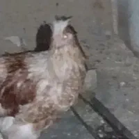 مرغ تخمکن ودو خروس درشت جوان ۷ماه|حیوانات مزرعه|خمینی‌شهر, |دیوار