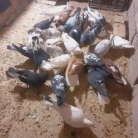 کبوتر