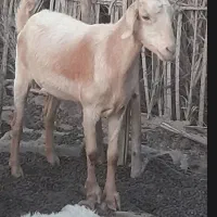 بز آبستن سنگین و بره شیشک چاق و بره شیر