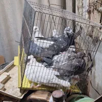 باسلام چندتاکبوتردورگ|پرنده|اهواز, آسیاباد|دیوار