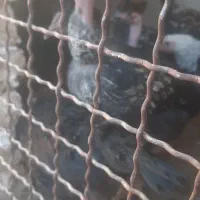 جوجه خروس|حیوانات مزرعه|نیشابور, شهرک بهارستان|دیوار