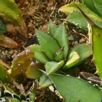 اگاو کاکتوس|گل و گیاه طبیعی|ری, هاشمآباد|دیوار