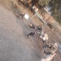 ۱۰عدد بوقلمون|حیوانات مزرعه|بازرگان, |دیوار