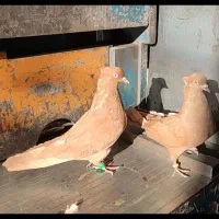 کبوتر
