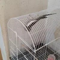 عروس ماده بالغ دستی بدون قفس|پرنده|شاهین‌شهر, شهرک سایت|دیوار