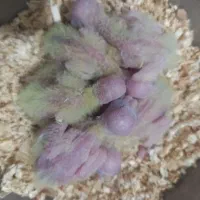 تعدادی جوجه سرلاکی عروس هلندی