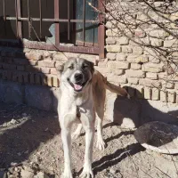 سگ قله|سگ|مراغه, |دیوار