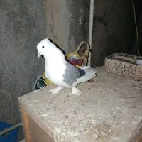 دوکت سبز بوشهری|پرنده|خورموج, |دیوار