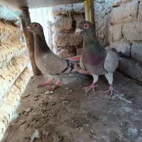 کبوترجفتی پرشی