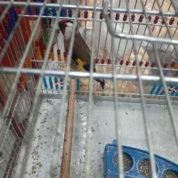 سهره مست و سهره خاکی مست