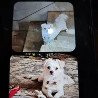 گمشده مژدگانی